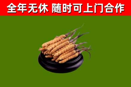 掇刀区烟酒回收冬虫夏草.jpg